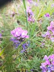 Oxytropis coerulea