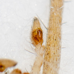 Thanatus oblongiusculus