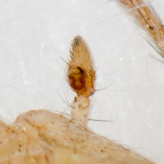 Thanatus oblongiusculus