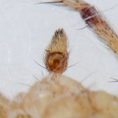 Thanatus oblongiusculus