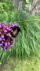 Bombus