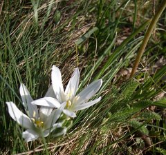 Ornithogalum
