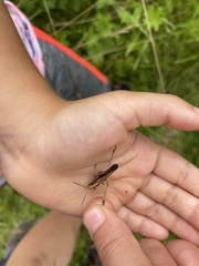 Omocestus