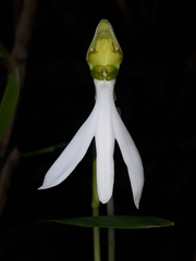 Habenaria longicorniculata