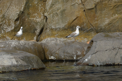 Chroicocephalus ridibundus