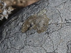Dimelaena weberi