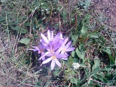 Colchicum autumnale