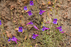 Penstemon heterophyllus australis