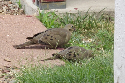 Mourning Dove photographed in Arizona