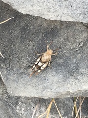 Oedipoda germanica meridionalis