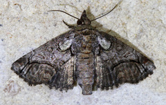 Paectes pygmaea