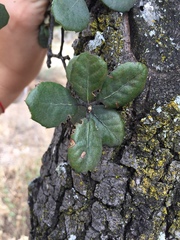 Quercus rotundifolia