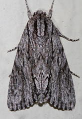 Acronicta extricata