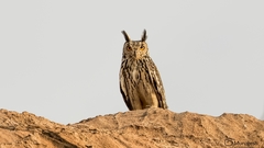 Bubo bengalensis