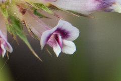 Trifolium obtusiflorum