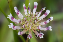 Trifolium obtusiflorum