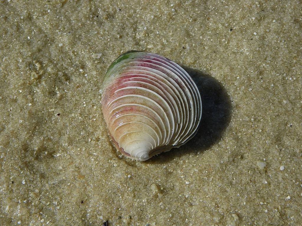 Berry's Bassina
