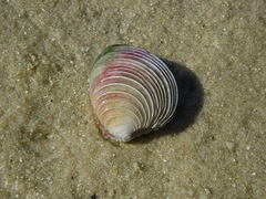 Placamen berrii