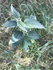 Urtica dioica