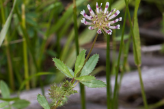 Trifolium obtusiflorum