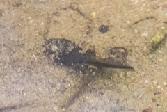 Pseudacris cadaverina