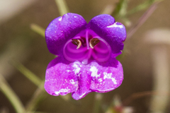 Penstemon heterophyllus australis