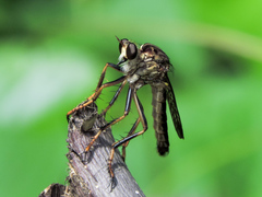 Dicranus