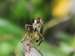 Dicranus