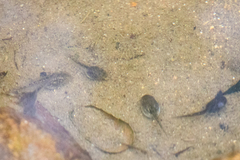 Pseudacris cadaverina