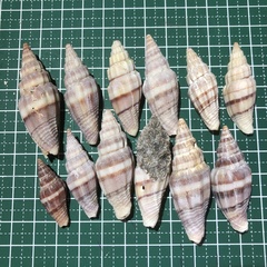 Vexillum balteolatum