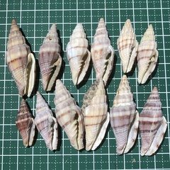 Vexillum balteolatum