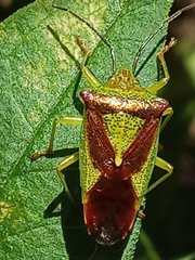 Acanthosoma haemorrhoidale