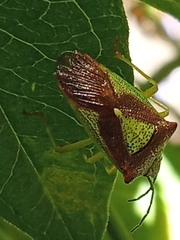 Acanthosoma haemorrhoidale