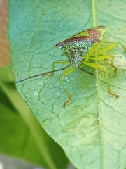 Acanthosoma haemorrhoidale