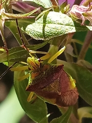 Acanthosoma haemorrhoidale