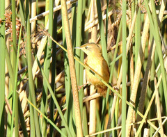 Furnariinae