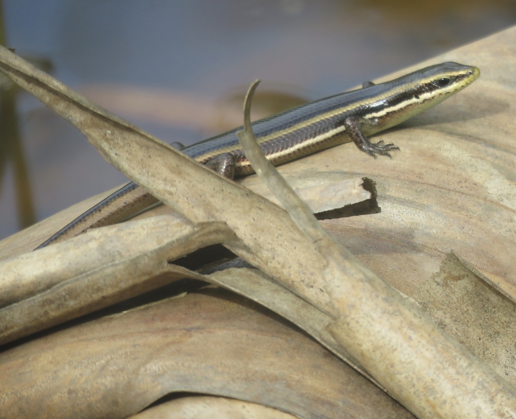 Costa Rican Four-Lined Skink