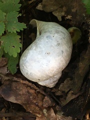 Helix pomatia