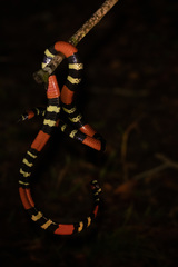 Micrurus lemniscatus