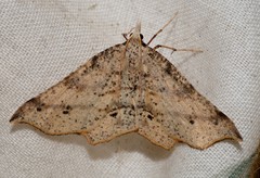 Rhinodia rostraria