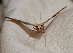Rhinodia rostraria