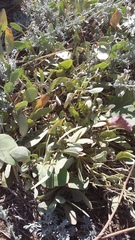 Atriplex verrucifera