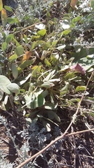 Atriplex verrucifera