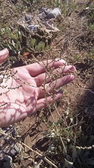 Atriplex verrucifera