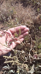 Atriplex verrucifera