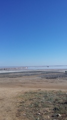 Atriplex verrucifera