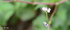 Persicaria thunbergii