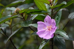 Melastoma sanguineum