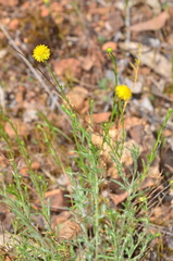 Calotis lappulacea