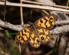 Heteronympha cordace
